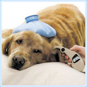 The Pet Doctor, Your Pet Health Matters on PetLifeRadio.com