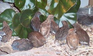 Quail for Sale