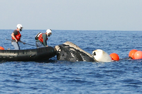 North Atlantic Right Whales 