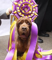 Westminster 2009 Best In Show Winner  
Stump the Sussex Spaniel 
 