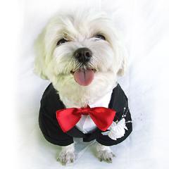 Host your own infomercial pet podcast