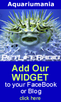 Get our widget!