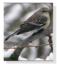 Possible Audubon's Yellow-rumped Warbler